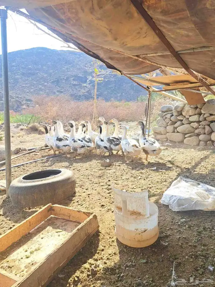 للبيع طيور وز 0