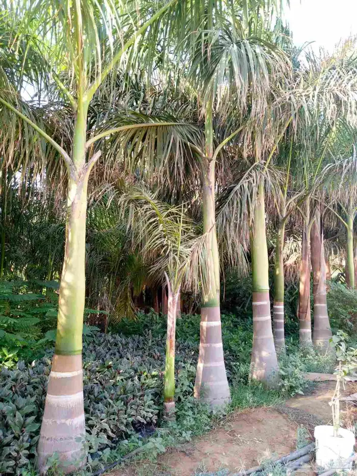 نخل للبيع بجميع المقاسات نخل ملوكي نخل واشنطن نخل مثمر 5