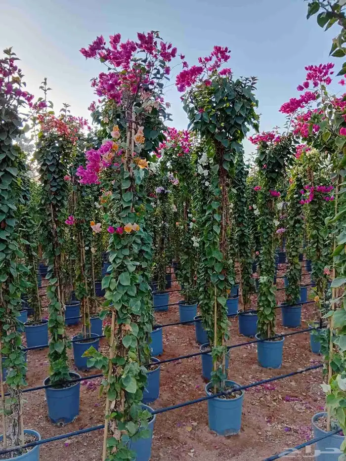 تنسق حدق مهندس جابر شبكات الري جميع الاشجار والمقاسات 1