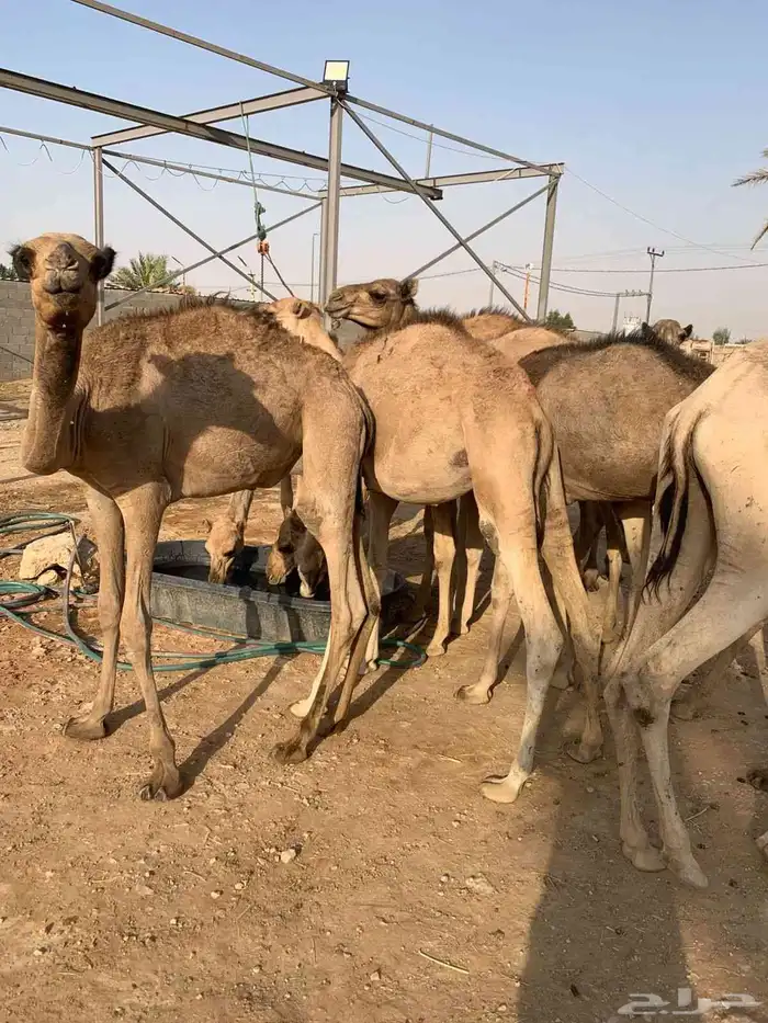 قعدان صوماليه جديدة ومرابى 1