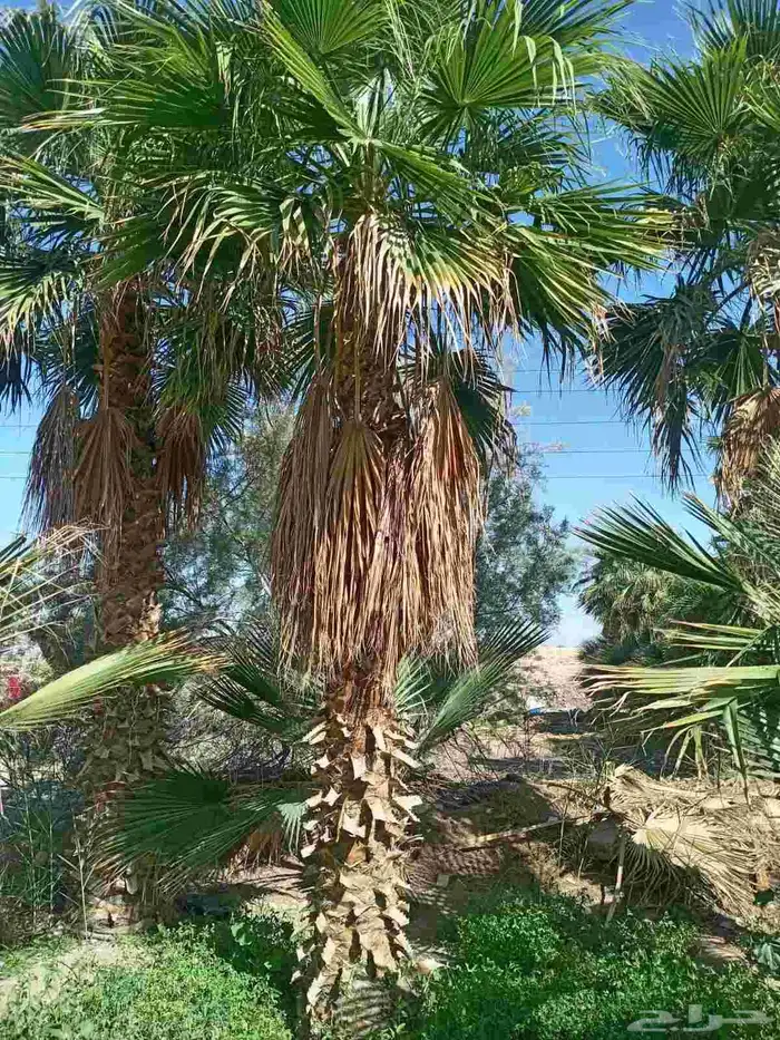 مقاول نخيل وشنطن نخيل عربي نخيل ملوكي 3