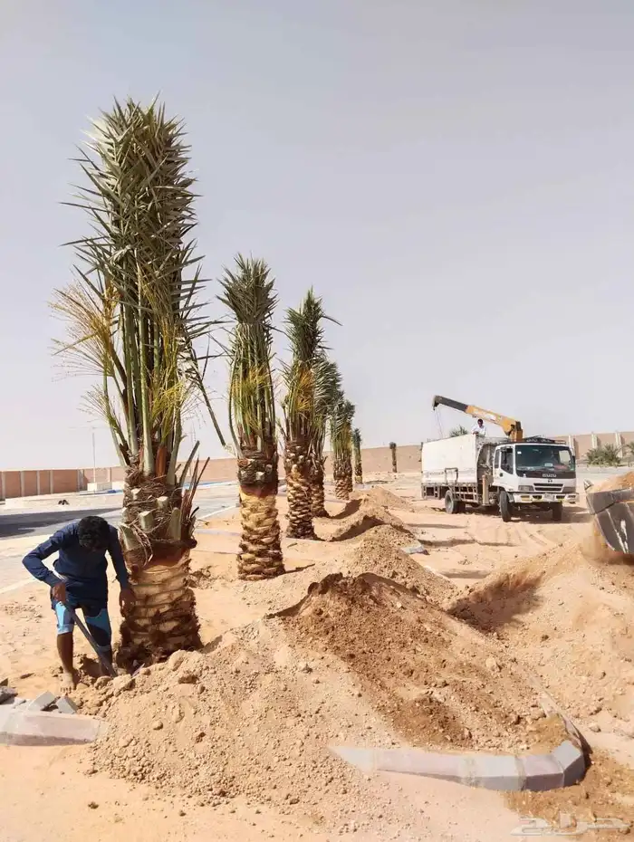 نخل جميع المقاسات متوفره 4