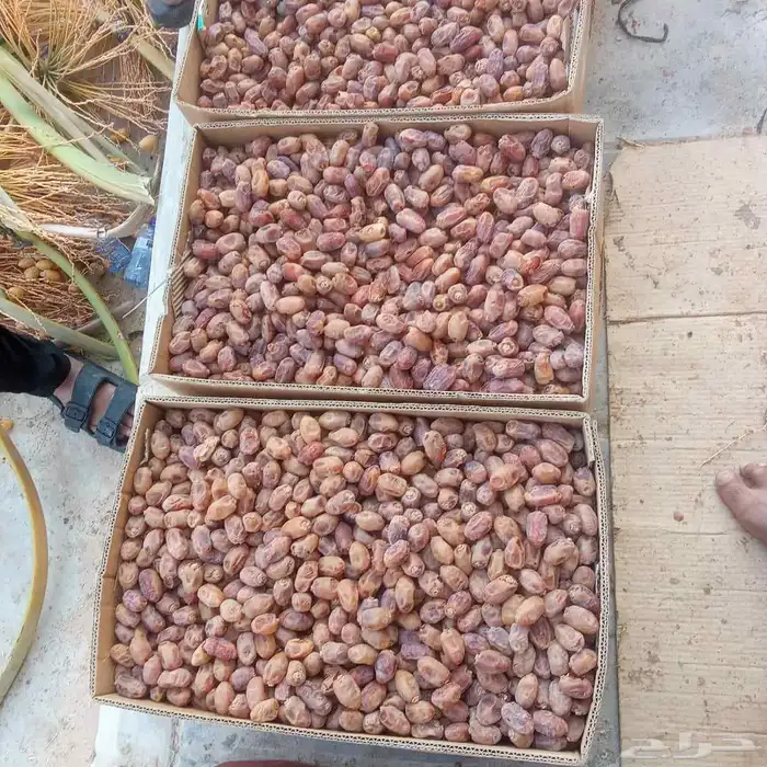 تمر خلاص للبيع 1
