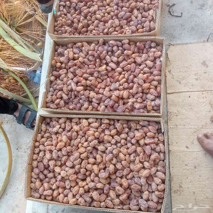 تمر خلاص للبيع 4