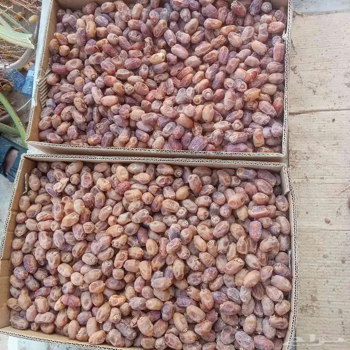 تمر خلاص للبيع 3