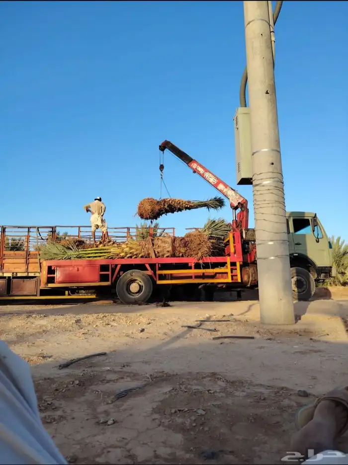 يوجد لدينا نخل عربي برني حلوه خلاص مجدول برحي 2