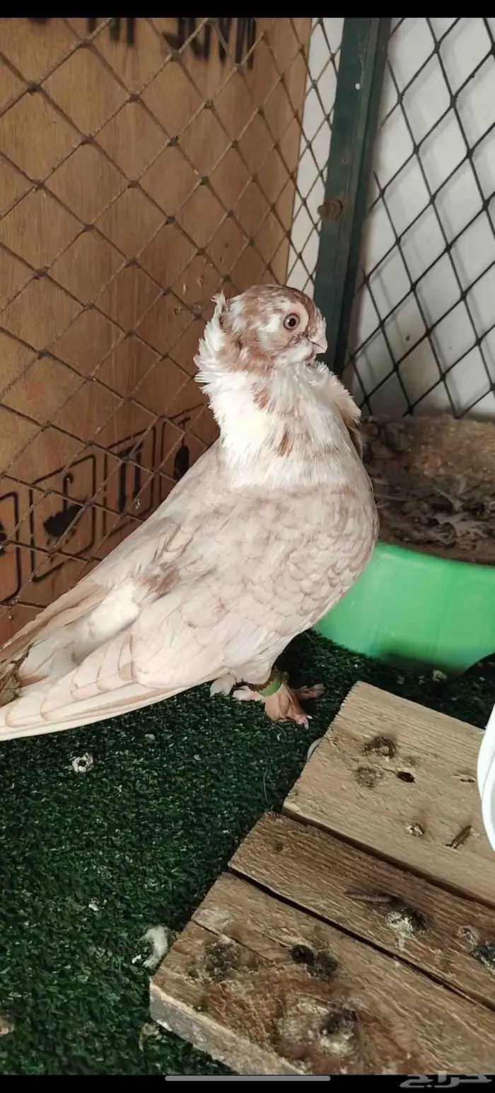 حمام كش 6
