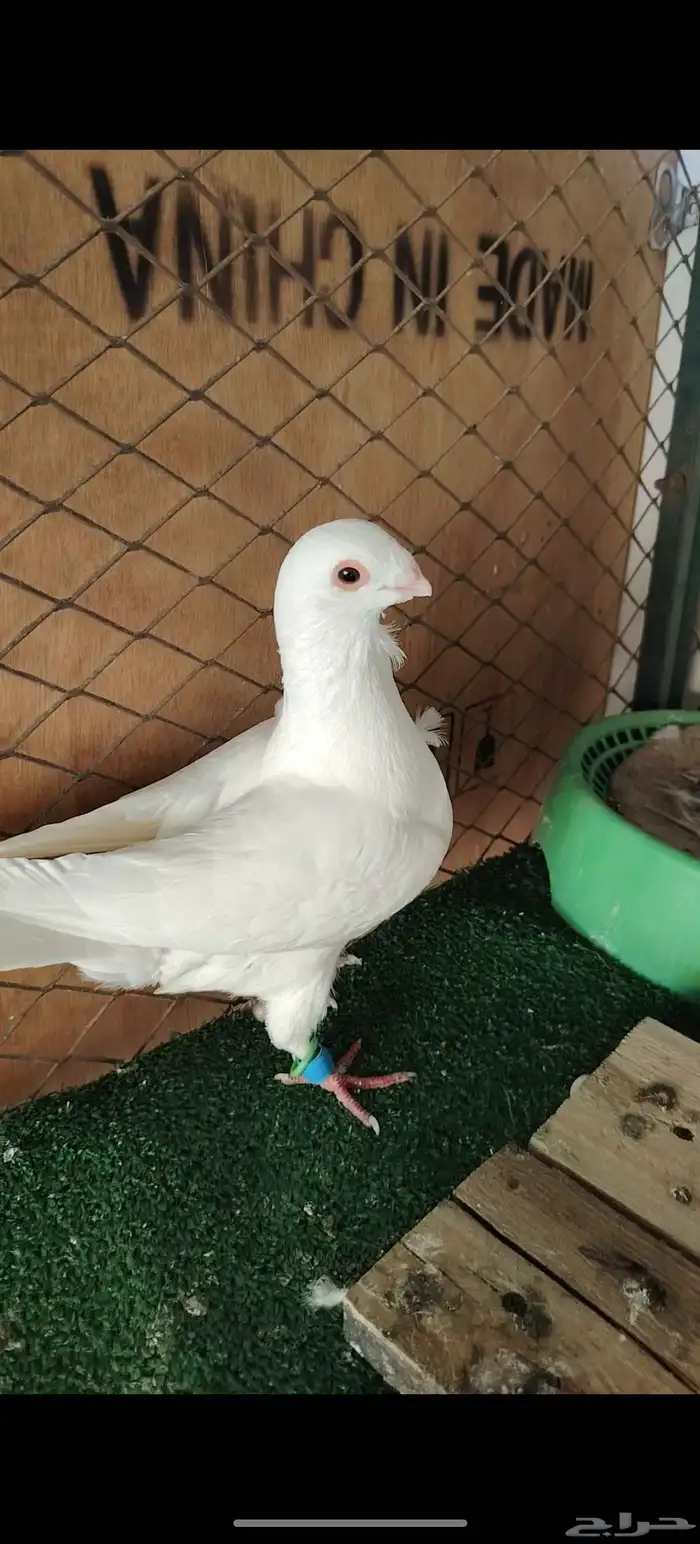 حمام كش 8