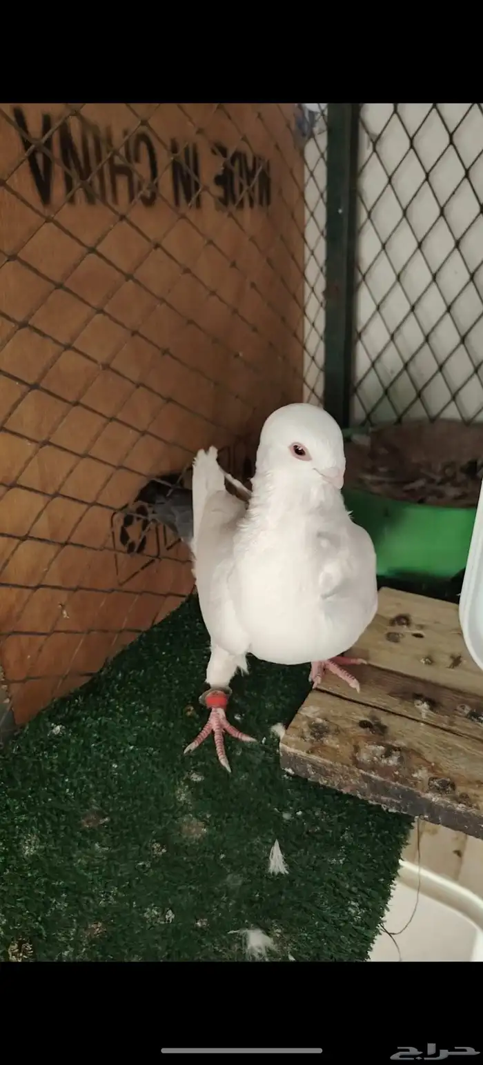 حمام كش 9