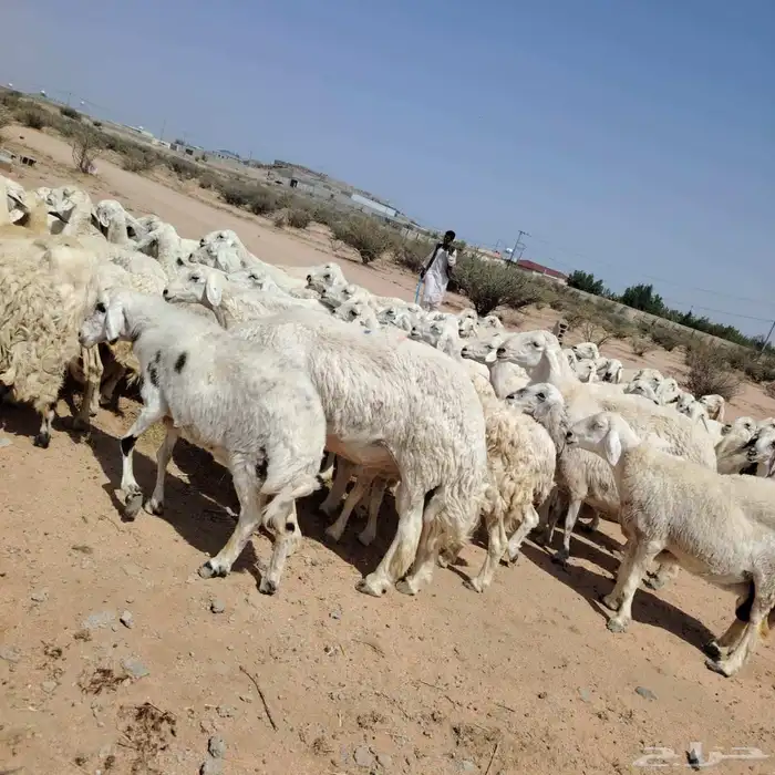 بسم الله مشاء الله تبارك الله نعرض لكم ضان حريات حرشش قطعه 0