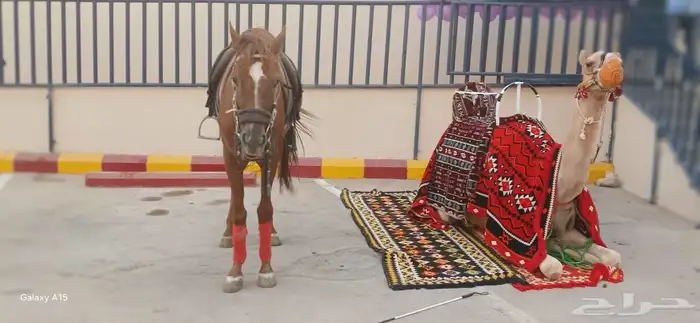 اجار جمال رحول وخيل عربية اصيلة 0