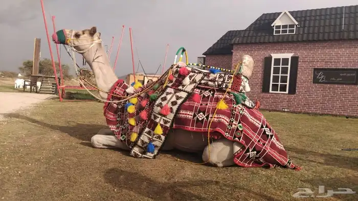 اجار جمال رحول وخيل عربية اصيلة 5