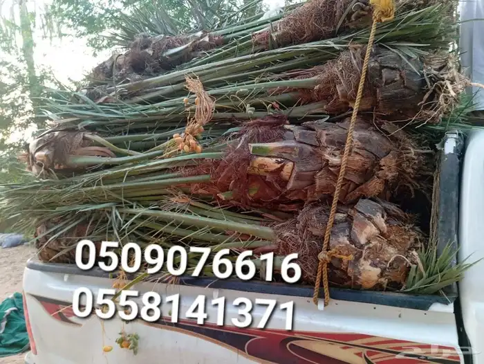 نخيل الباحه 2