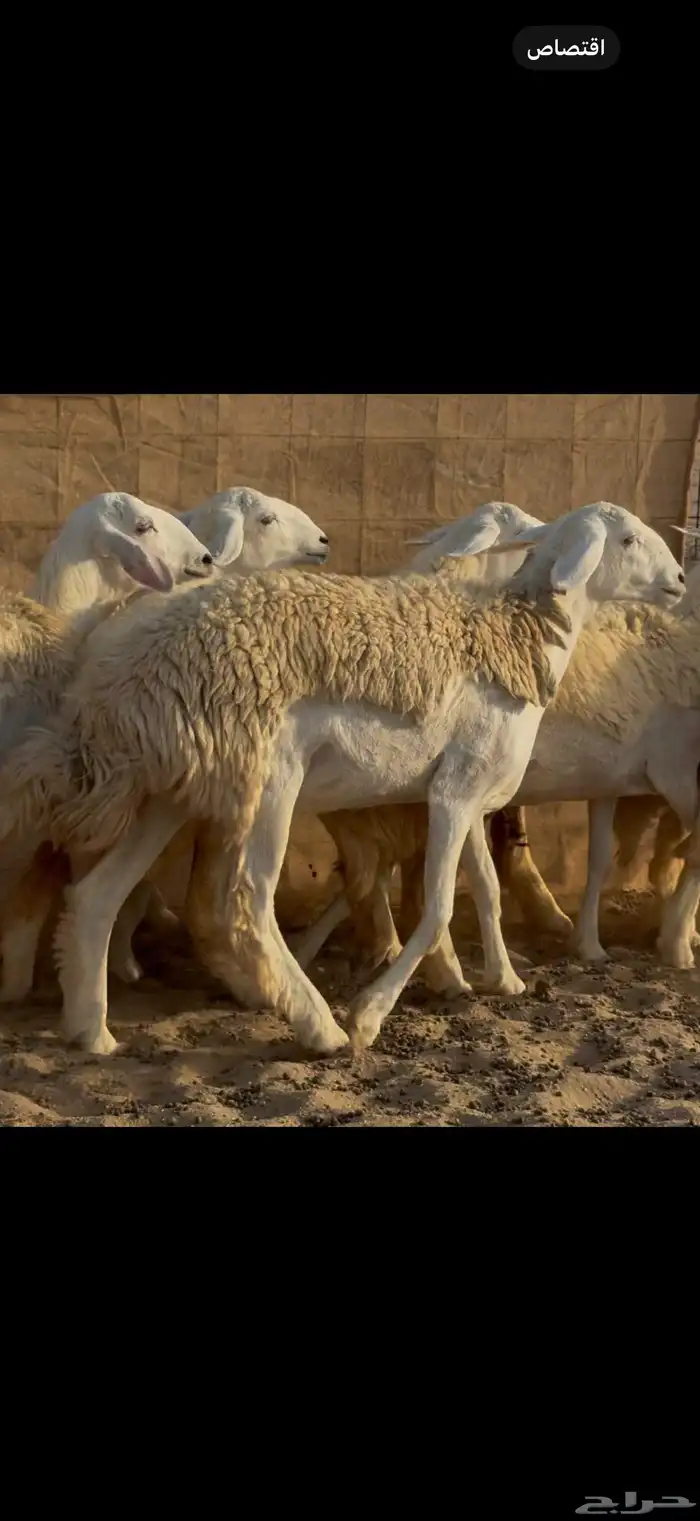 غنم حريات رخال جدعات 0