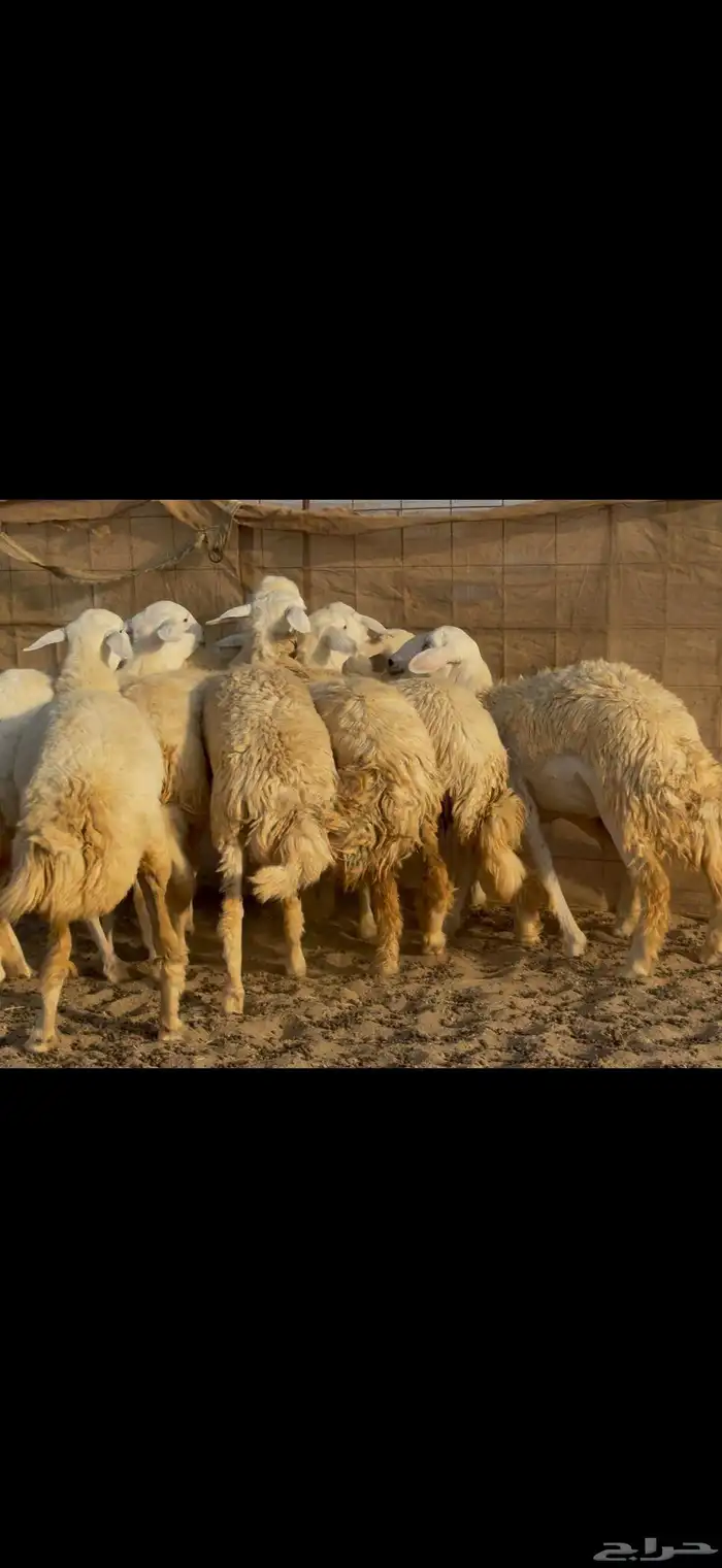 غنم حريات رخال جدعات 6
