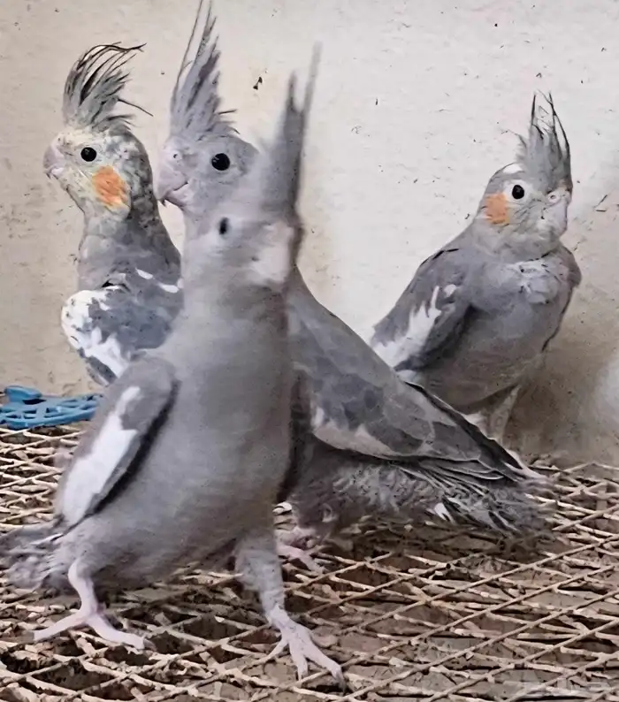 طيور 4كروان مغرد 2