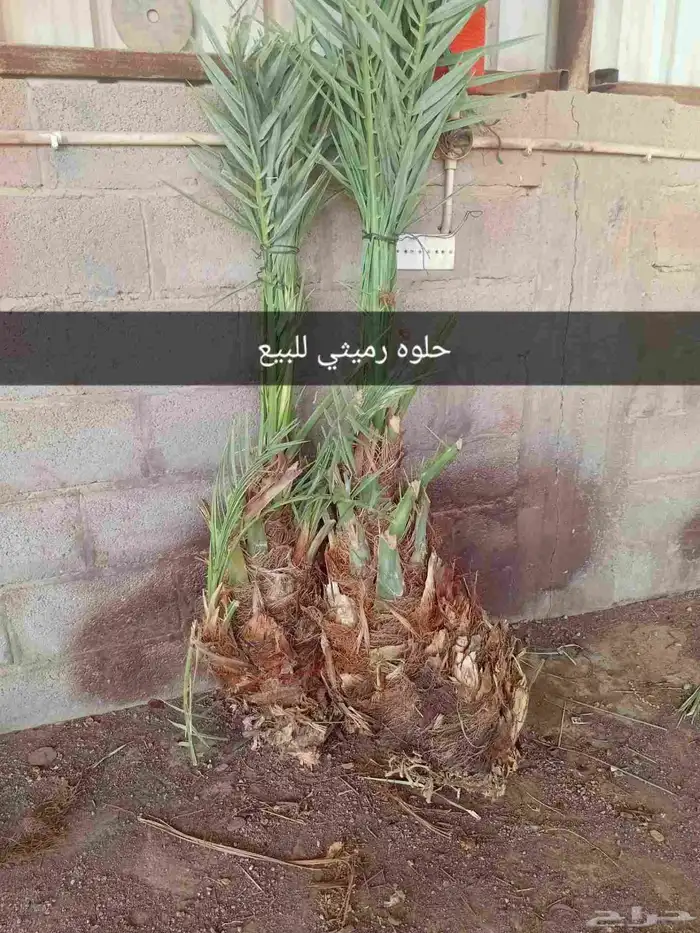 نخلاتين حلوه رميثي للبيع بحايل 0