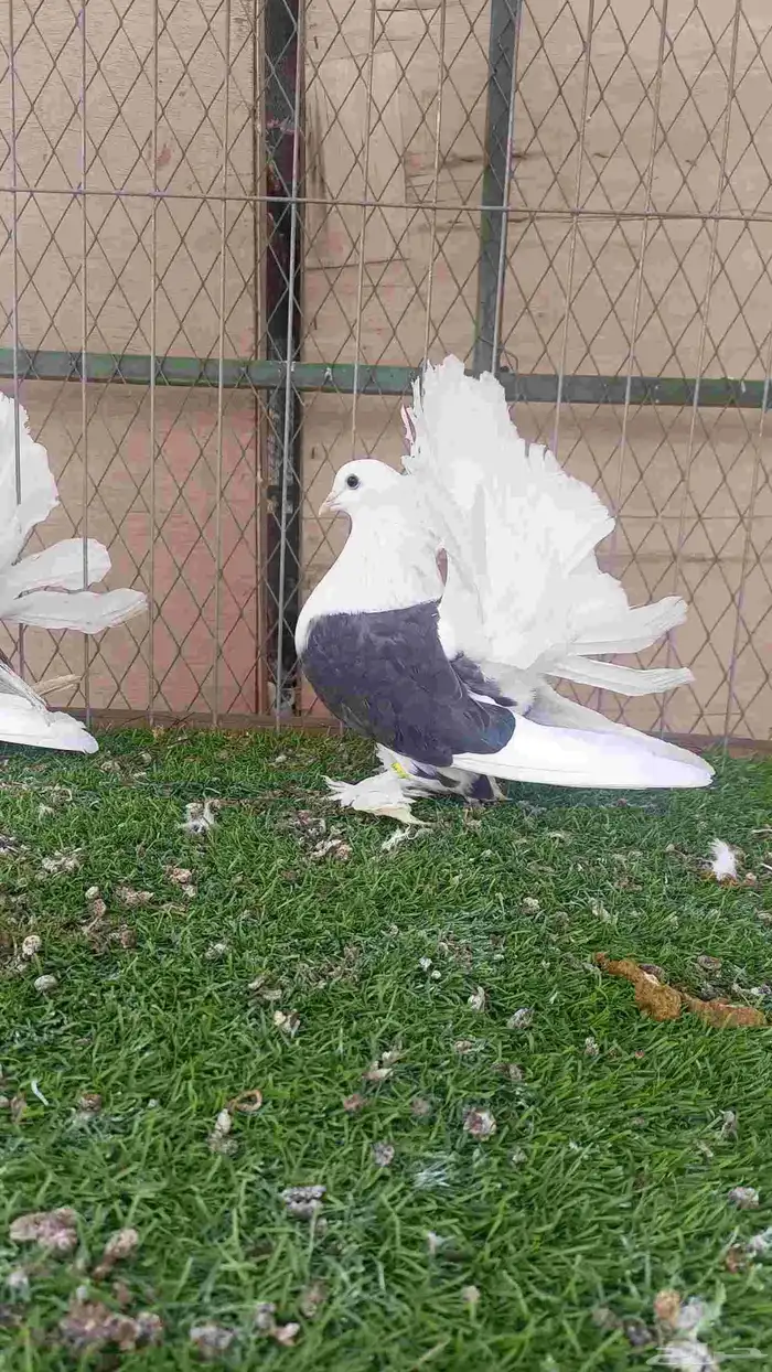 للبيع رقاص امريكي مكتف 0