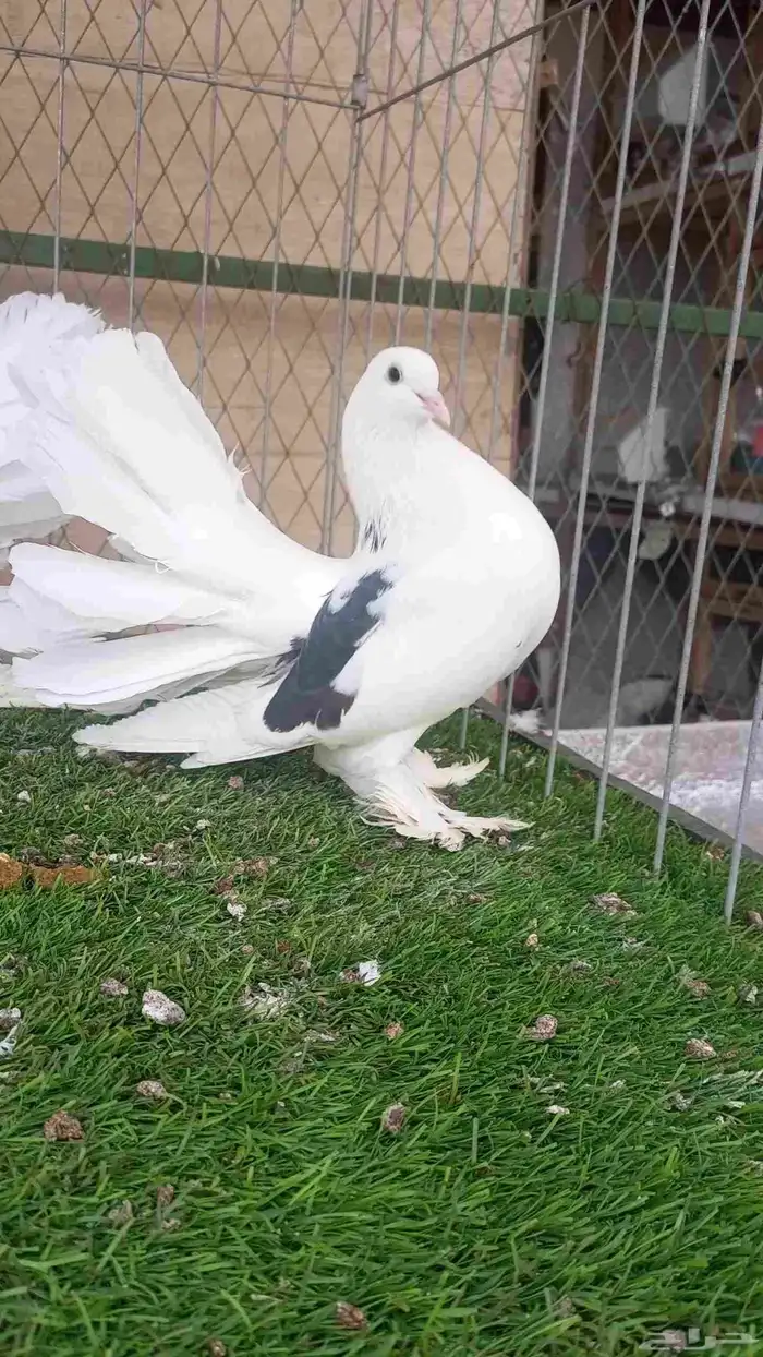 للبيع رقاص امريكي مكتف 2