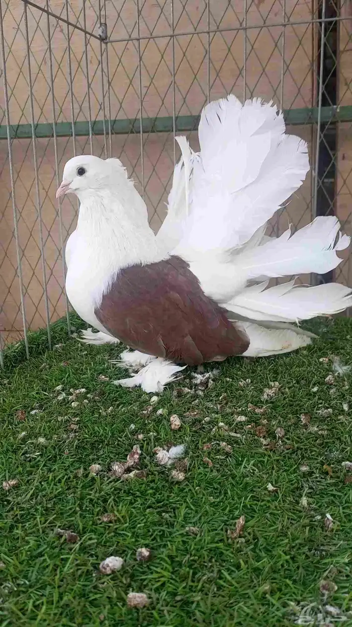 للبيع رقاص امريكي مكتف 3