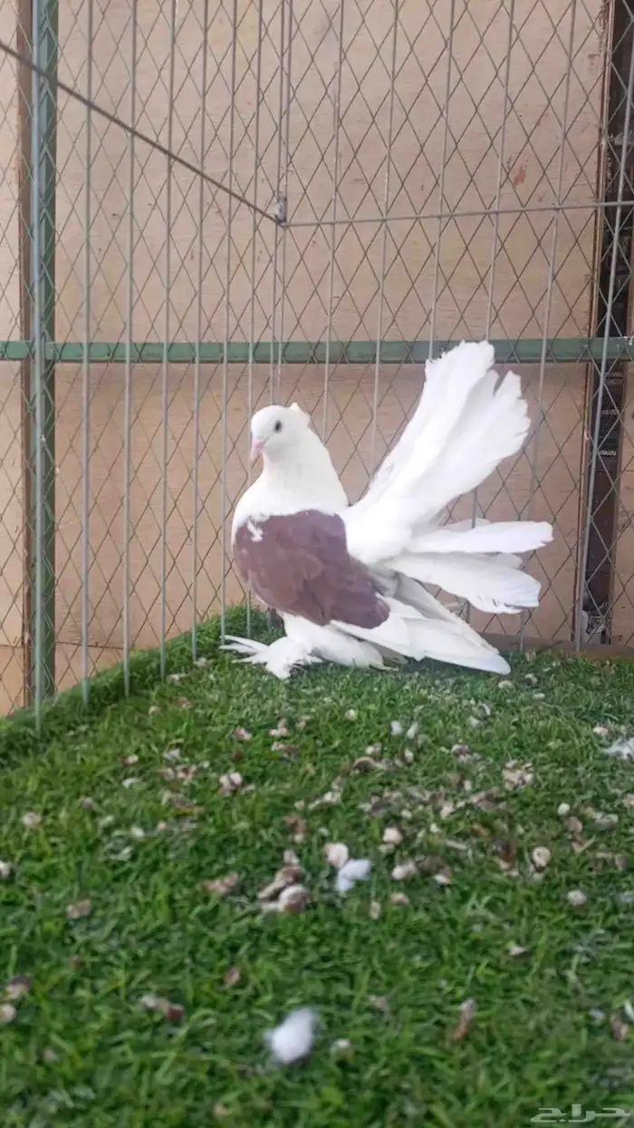 للبيع رقاص امريكي مكتف 1