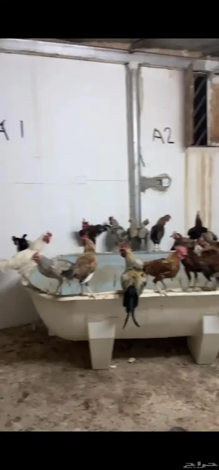 دجاج للبيع 2