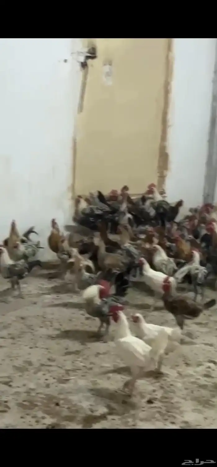 دجاج للبيع 0