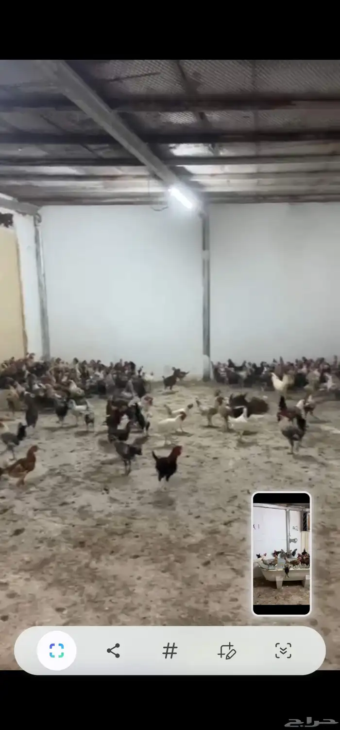 دجاج للبيع 1