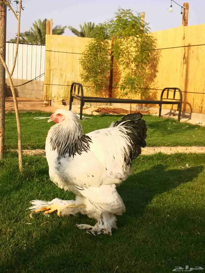 ديوك كولمبي كونك اساس خوارج 2