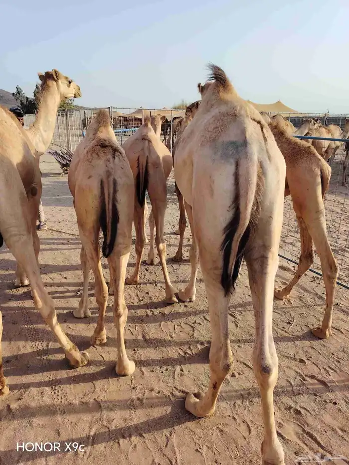 متوفر قعدان صومالية نخب اول درجة ممتازة من الجودة وبسعر زين 1