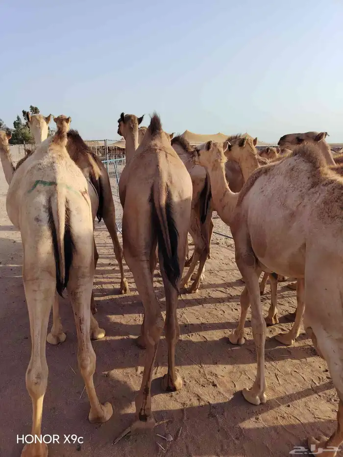 متوفر قعدان صومالية نخب اول درجة ممتازة من الجودة وبسعر زين 2