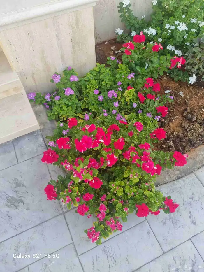 نخيل واشنطني أحجام ممتازه تربه ممتازه مقاسات 2