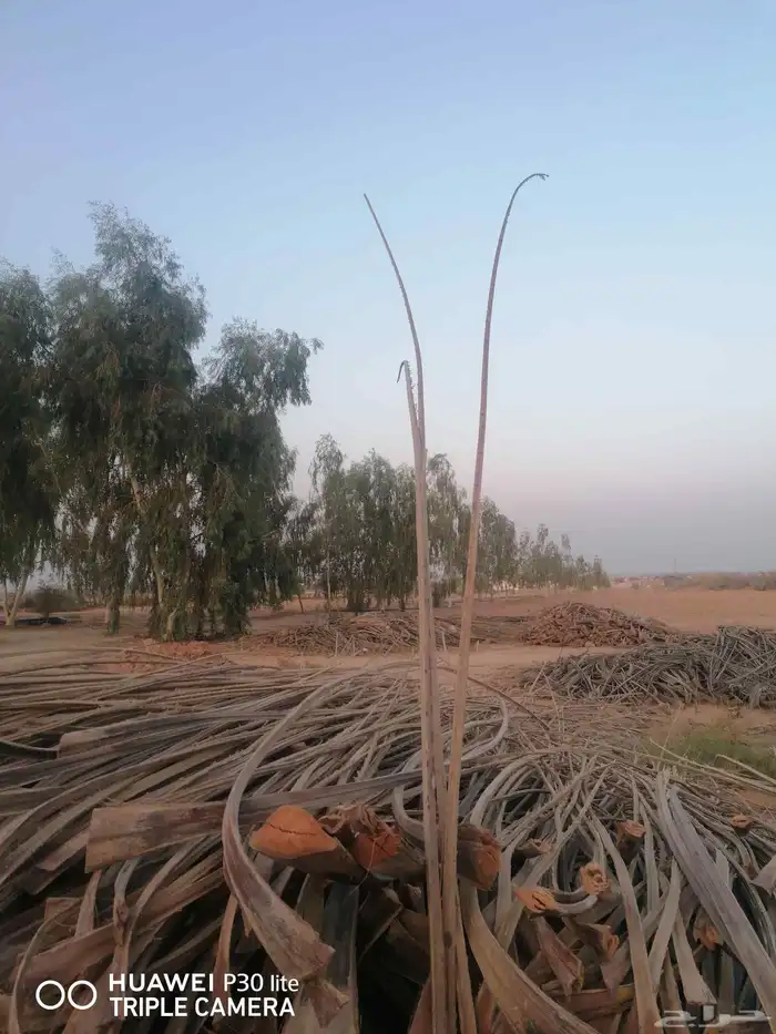 جريد نخل منظف من الخوص للبيع. يستعمل في سقف البيوت التراثية 2