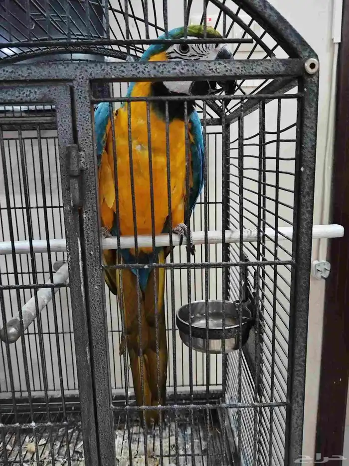 مكاو بلو اند متكلم 2