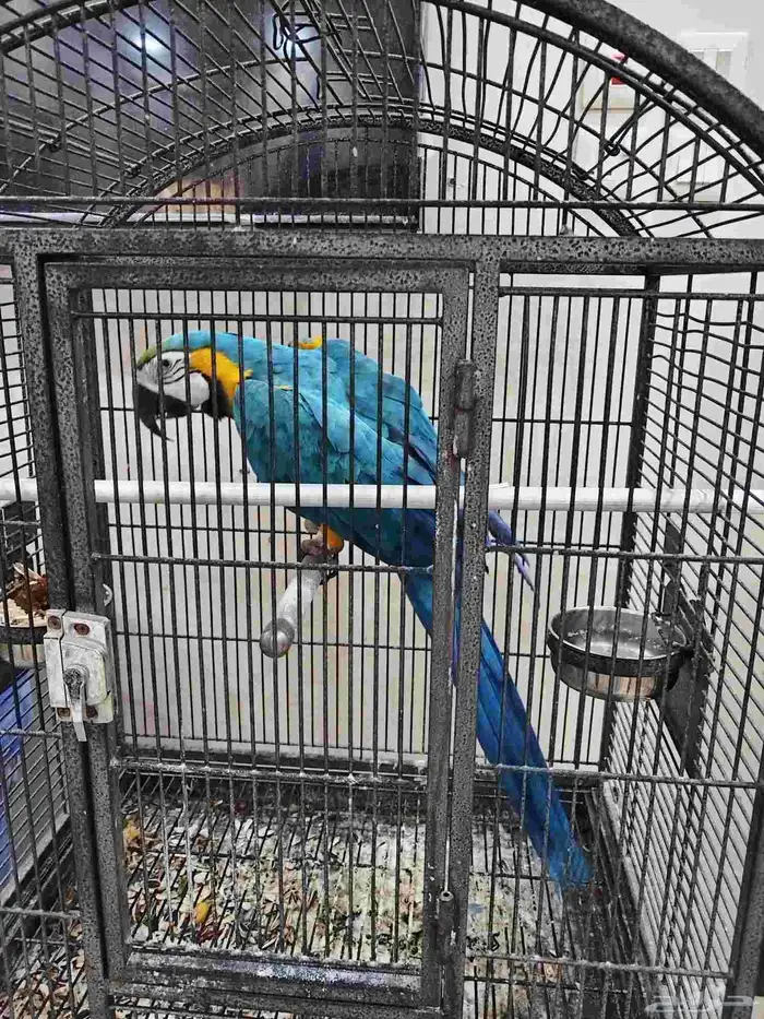 مكاو بلو اند متكلم 4