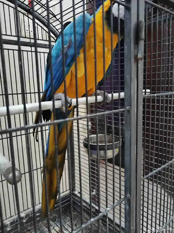 مكاو بلو اند متكلم 6