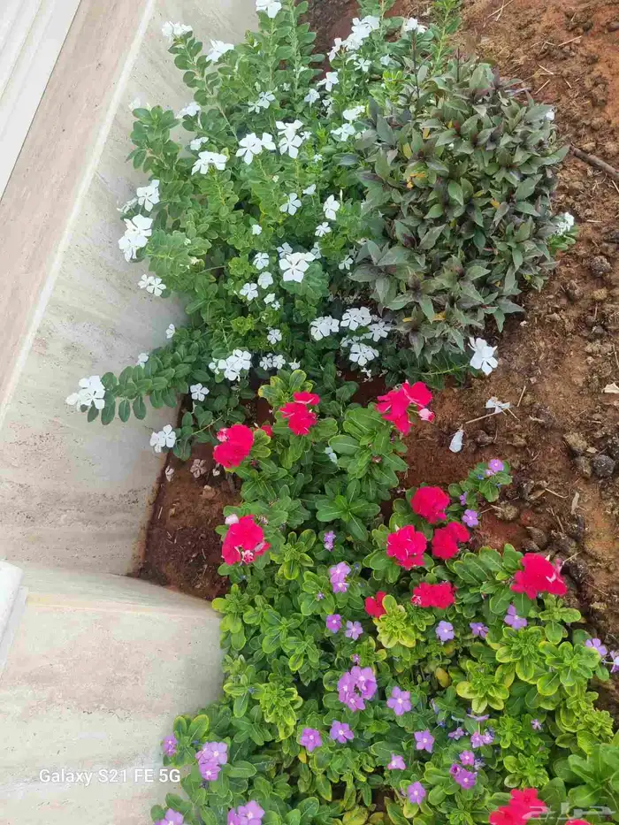 نخيل واشنطني أحجام ممتازه تربه ممتازه مقاسات 1