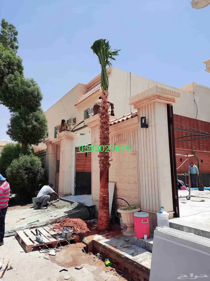 نخل واشنطني ثيل طبيعي نخل ملوكي 7