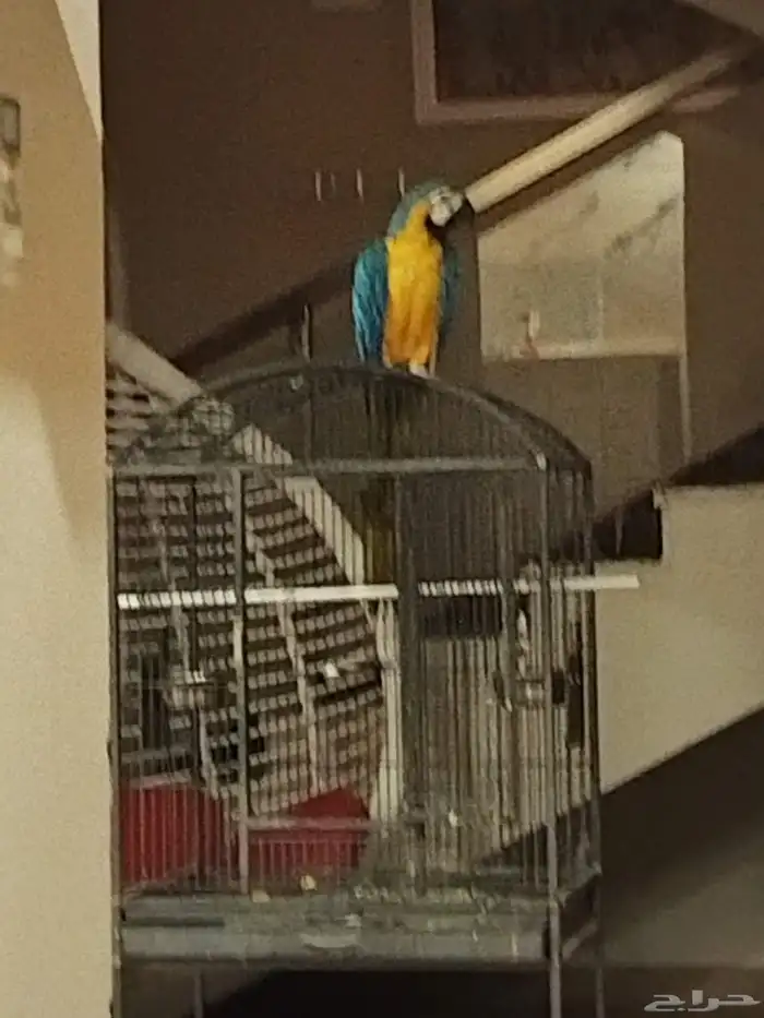 مكاو بلو اند متكلم 0