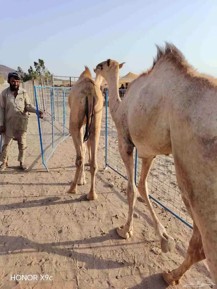 متوفر قعدان صومالية نخب اول درجة ممتازة من الجودة وبسعر زين 0
