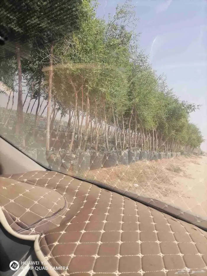 لشغل سدر ونخل عربي واشنطني شبك 0