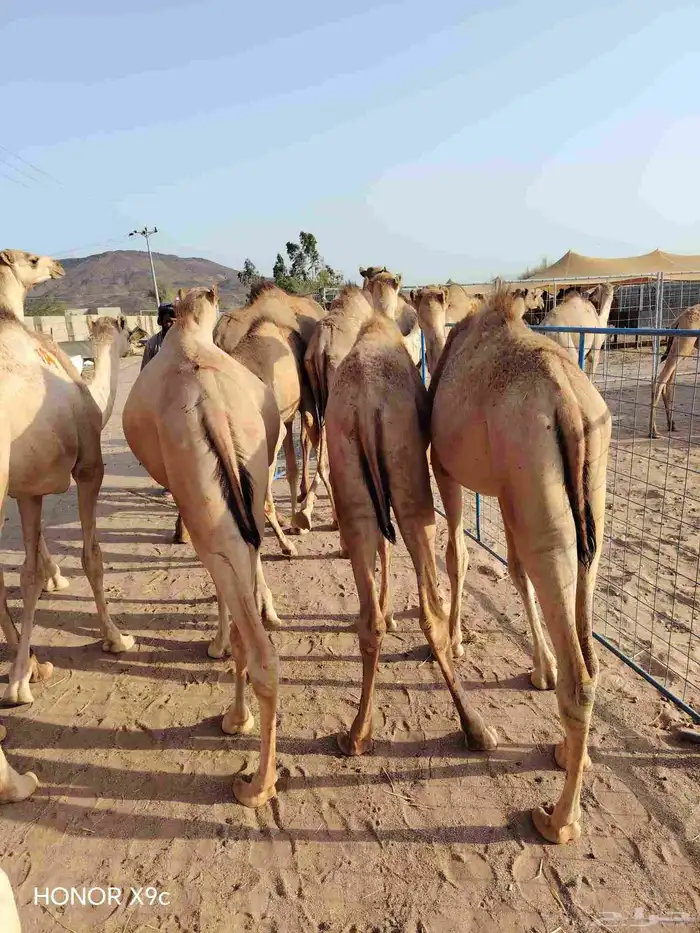 قعدان صومالية مفاريد تربية البيع تفريد وجملة 1