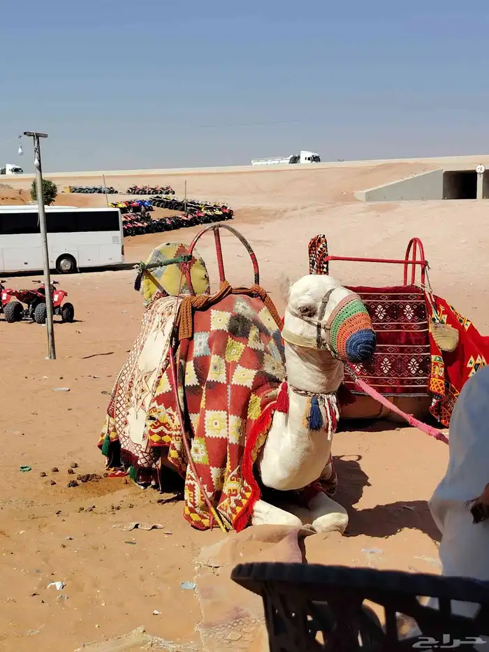 اجار جمال رحول وخيل عربية اصيلة 4