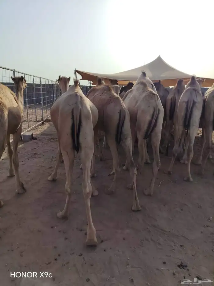 قعدان صومالية مفاريد تربية البيع تفريد وجملة 2