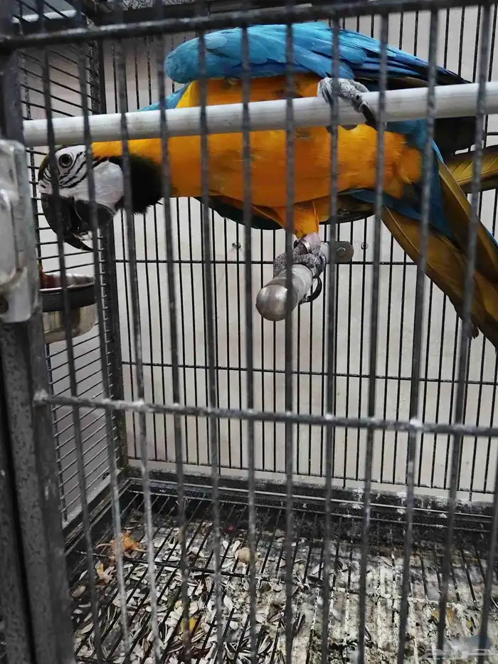 مكاو بلو اند متكلم 1