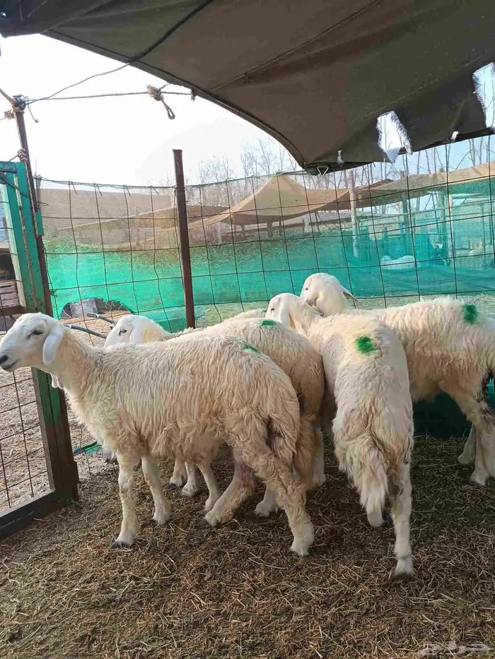 طليان حري ذبايح 2