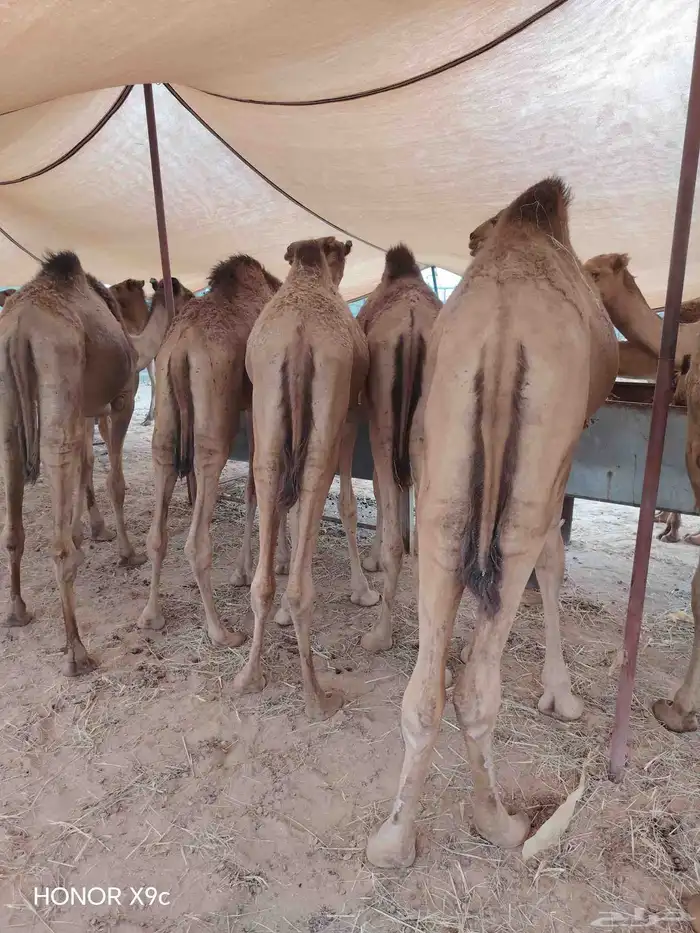 قعدان حاشي صومالي لجميع المناسبات والاعراس 2800 6