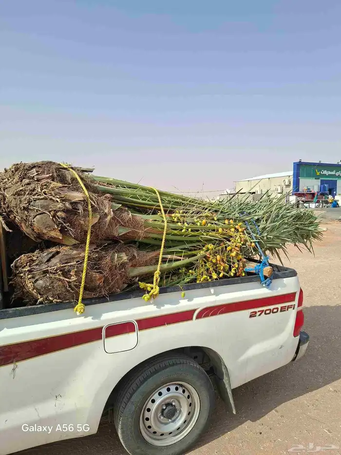 نخل الزلفي الغاط المجمعه سدير الارطاويه القصيم 3