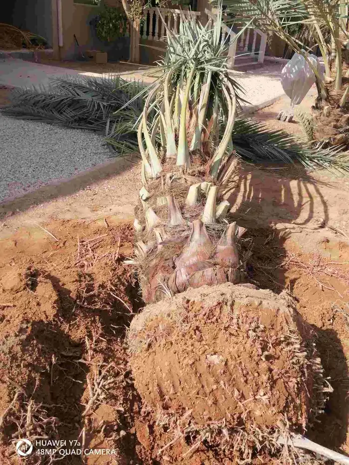 لشغل سدر ونخل عربي واشنطني شبك 1