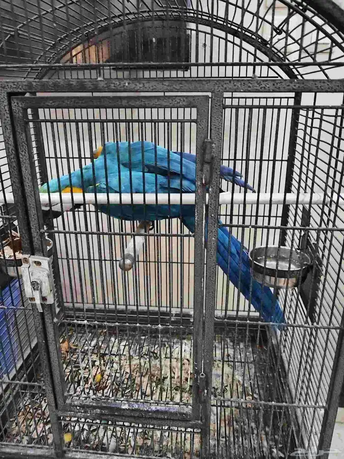 مكاو بلو اند متكلم 3